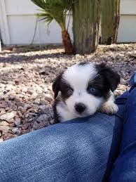 Toy aussie puppies for sale $500. Arizona Bred Mini And Toy Aussies Home Facebook