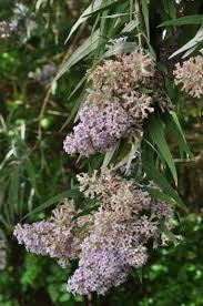 Image result for Buddleja pulchella