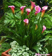 Be sure to keep an eye out for aphids as they can be a bit of a problem when it comes to indoor calla lily plants. Instruction To Have Calla Lilies Grown In Containers Flower Lily Plants Calla Lily Lily Garden