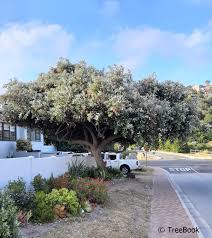 Image result for Brachylaena discolor