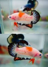 Lot of breeders are continuously developing and the result is varieties. 500 A Color Of Betta Ideas Betta Betta Fish Siamese Fighting Fish