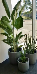 Giant Bird Of Paradise In Pots Giant Bird Of Paradise Mother In Law Tongue Zz Plant Office Plant Installation Plant Installation Plants Office Plants