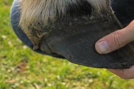 Abces Perce Trop Tot 1 Forum Cheval