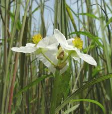 Image result for Loxogramme latifolia