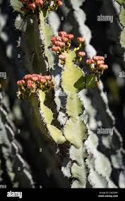 Image result for Euphorbia griseola