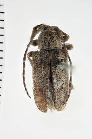 Image result for Carduus nyassanus