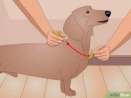 The only way to get through april showers? How To Make A Dog Coat With Pictures Wikihow