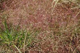 Image result for Eragrostis paradoxa