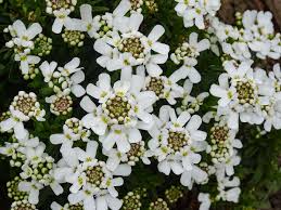 Baldur garten winterharter bodendecker iberis schleifenblume 'pink ice®', 2 pflanzen winterhart. Immergrune Schleifenblume Iberis Sempervirens Gunstig Online Kaufen