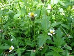 Image result for Tridax
