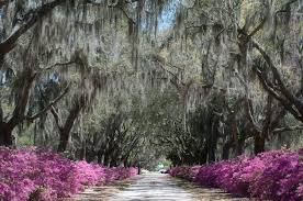 Georgianna Lane Beautiful Places Nature Beautiful Places Nature Photos