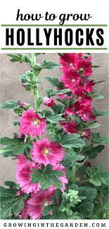 Maybe you would like to learn more about one of these? Do Deer Eat Hollyhock Plants