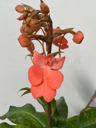 Image result for Habenaria macrostele