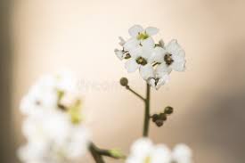 Image result for Crambe hispanica