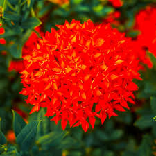 Image result for Ixora hartiana