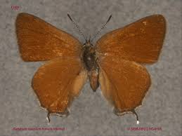 Image result for Satyrium
