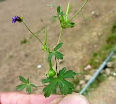 Image result for Geranium ocellatum