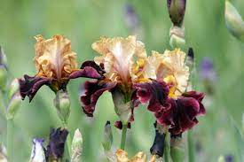 Check spelling or type a new query. 6 Fakta Menarik Bunga Iris Tanaman Invasif Bunga Nasional Prancis