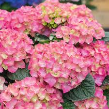 Image result for Hydrangea macrophylla bela obrázek