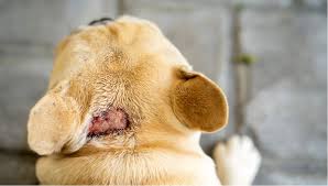 In 2012, it was also recorded in the western terai of nepal. Acute Moist Dermatitis Hot Spots In Dogs Petplace