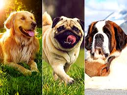 These foods are easily available in this market and often seemed as best dog food in india due to their low prices. From Pug To Golden Retriever 5 Popular Dog Breeds And The Story Of Their Origin The Times Of India