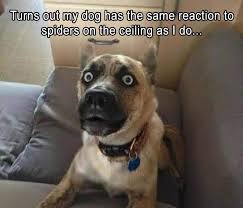 Hilarious And Funniest Dogmemes Of The Day 50 Pics Funny Animal Memes Funny Dog Memes Funny Dog Pictures