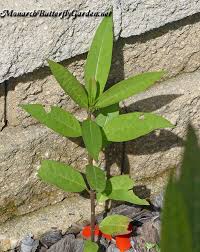 By August And September Milkweed Seedlings Are The Perfect Size To Collect Eggs To Raise F Milkweed Plant Raising Monarch Butterflies Monarch Butterfly Garden