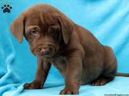 Black And Brown Pitbull Mix Brown Pitbull Lab Mix Puppies Cute Dogs Gallery Lieux A Visiter