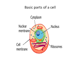 Check spelling or type a new query. Animal Cell And Plant Cell Characteristics Cell Facts All Living Things Are Composed Of Cells Cells Are The Basic Unit Of Structure And Function Of Ppt Download