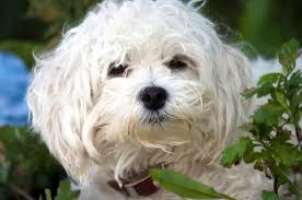 Play free online jigsaw puzzles of dogs. Maltese Dog Jigsaw Puzzles Online At Jspuzzles Dog Jigsaw Puzzles Online Puzzles Jigsaw Puzzles Online