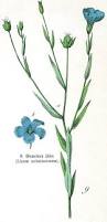 Image result for Linum usitatissimum