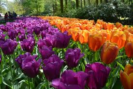 12 Things You Should Know Before You Visit Keukenhof Tulip Garden Purple Tulips Tulips Garden Gardening For Dummies