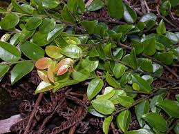 Image result for Ebenaceae