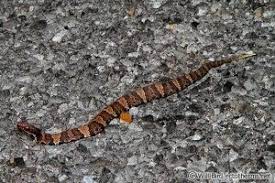 Sign In Snake Animals Viper