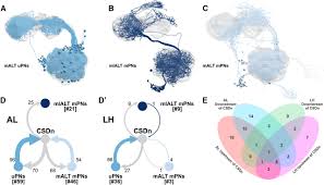 Synapses have all the fun. The Wiring Logic Of An Identified Serotonergic Neuron That Spans Sensory Networks Journal Of Neuroscience