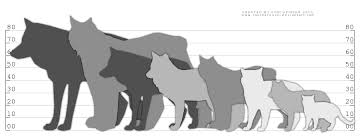 meticulous grey wolf size chart understand the background of