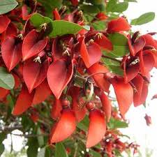 Image result for Erythrina crista-galli
