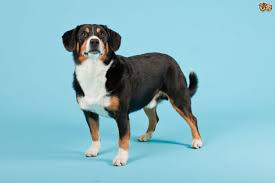 Greater swiss mountain dog puppies for sale uk. Entlebucher Mountain Dog Dog Breed Facts Highlights Buying Advice Pets4homes