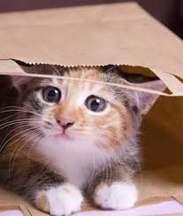 Common cat behaviors and what they mean unusual or strange cat behaviors that your cat may be exhibiting when they are stressed or when something is wrong can vary depending on your pet, but often more than not, they tend to be fairly easy to spot. 7 Weird Cat Behaviors And What They Mean Mom Com