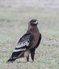 Birds Of Prey Pictures And Names Aguila Moteada In 2020 Raptors Bird World Birds Largest Bird Of Prey