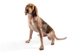 american english coonhound dog breed information