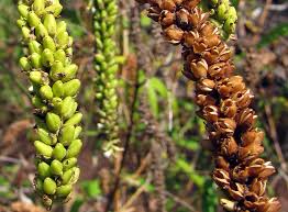 Image result for Buddleja asiatica