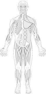 The anatomy of the sartorius muscle of your thigh. Human Muscles Coloring Anatomy Coloring Book Fun Anatomy Human Anatomy And Physiology