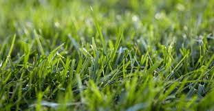 Pin On Eco Grass