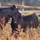 Livestock Management Workshop - Creston event image