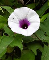 Image result for Ipomoea kituiensis