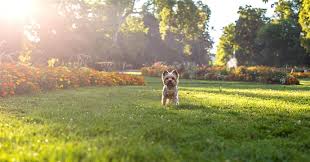 Meine hündin kann kaum 10 minuten alleine im garten sein, ist das keine tierquälerei die hunde einfach im garten zu lassen? Wir Haben Die Experten Gefragt Wie Sie Verhindern Konnen Dass Ihr Hund Ihren Garten Vollstandig Zerstort Die Besten Tipps Fur Unterhaltung Mode Beauty Fitness Und Essen Und Die Moglichkeit Alles An