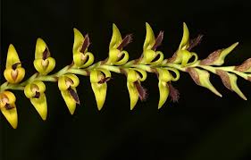 Image result for Habenaria macrandra