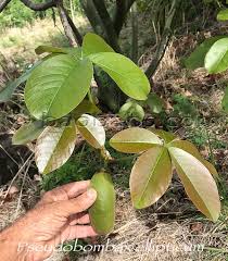 Image result for Pseudobombax