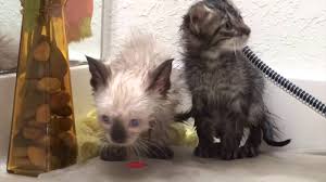 For example, the mom cat may have fleas, other pets may have brought in fleas, and sand tracked indoors can even contain if you can grab these fleas with your fingers or tweezers, drop them into a cup of hot, soapy water. New Foster Kittens Get Baths So Many Fleas Five Weeks Old Youtube